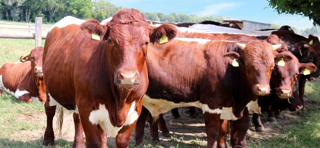 Regionales Rindfleisch vom Pinzgauer Ochsen im Landgasthof Vogelsang bei ingolstadt